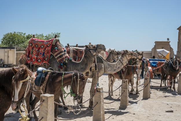 Kameelrijder in de woestijn van de Sahara