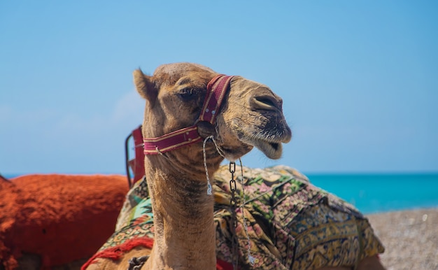 Kamelen aan de kust van de woestijnzee. Selectieve aandacht. Natuur.