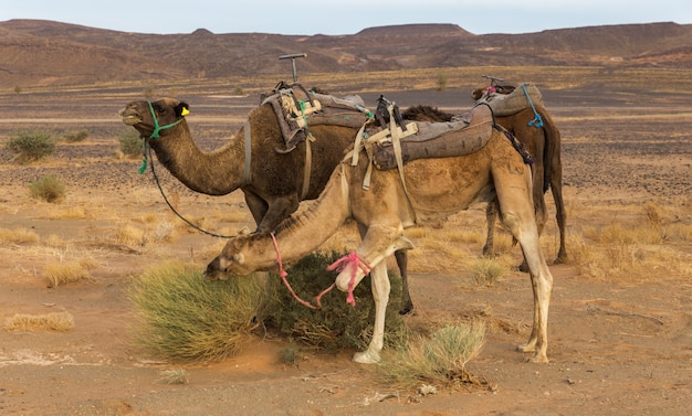 Kamelen die het gras in de woestijn van de Sahara, Marokko eten