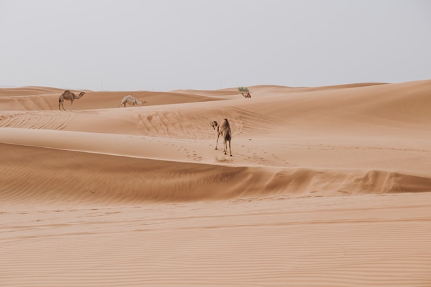 Kamelen die op de zandduinen lopen