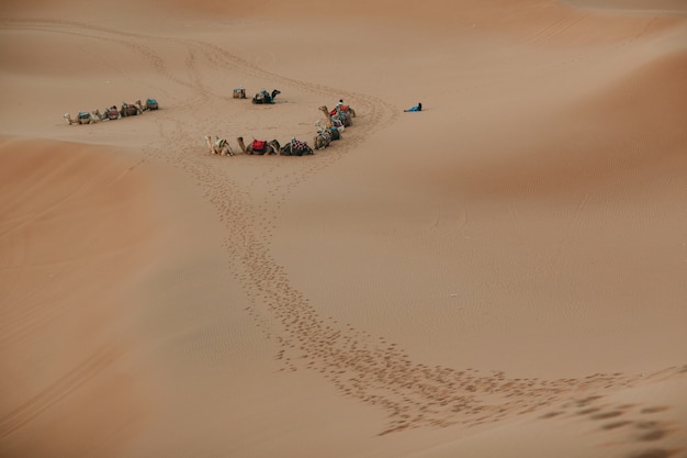 Kamelen en gids in de woestijn sahara. zand en zon.