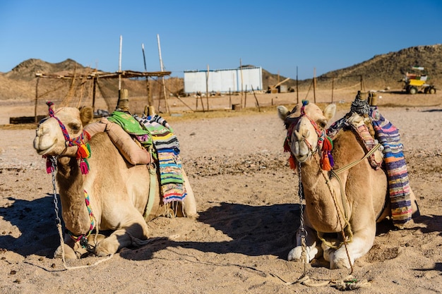 Kamelen in de Arabische woestijn, niet ver van de stad Hurghada, Egypte