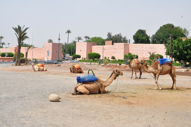 kamelen in Marrakech