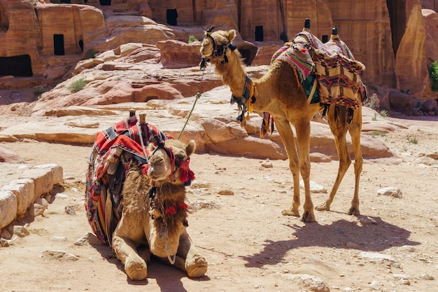 Kamelen in Petra Jordan