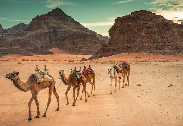 Kamelen in wadi rum