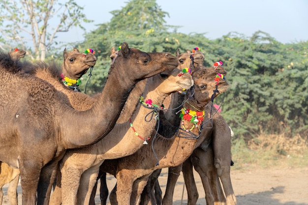 Foto kamelen in woestijn thar tijdens pushkar camel fair rajasthan india