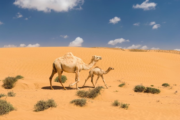 Kamelen lopen op zandduinen in de woestijn tegen de lucht.