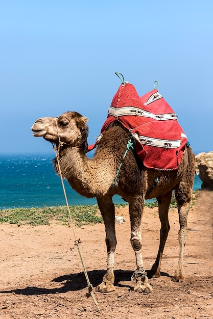 Kamelen op het strand