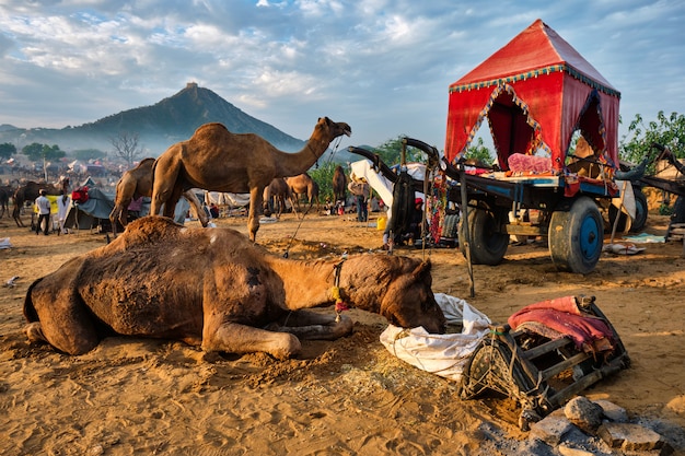 Kamelen op Pushkar Mela Pushkar Camel Fair, India