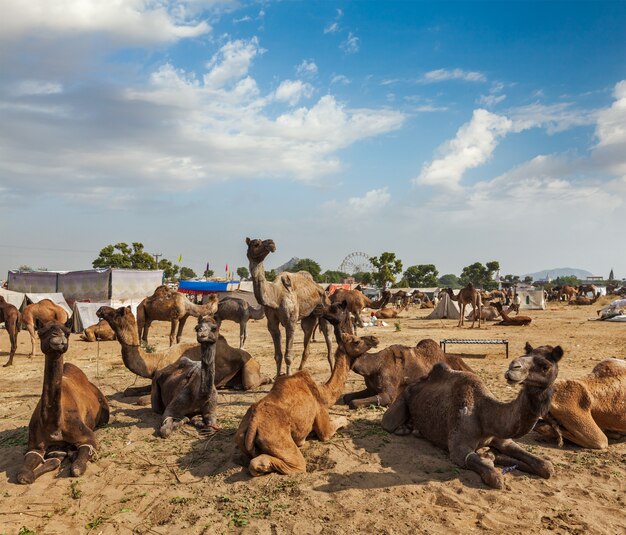 Kamelen op pushkar mela (pushkar camel fair), india