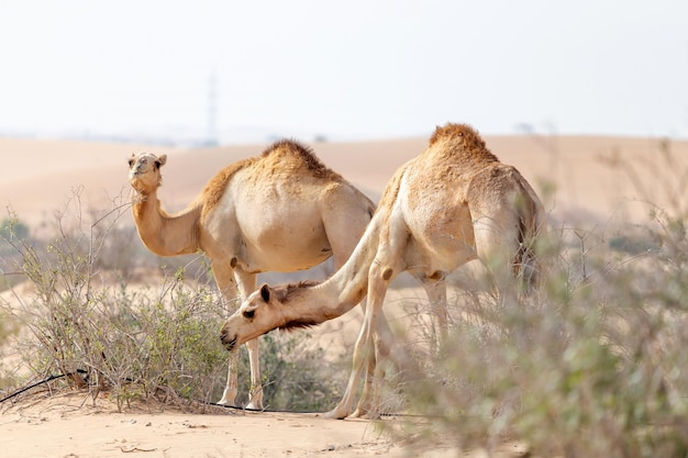 Foto kamelen uit het midden-oosten eten bladeren van woestijnbomen in de buurt van al ain uae