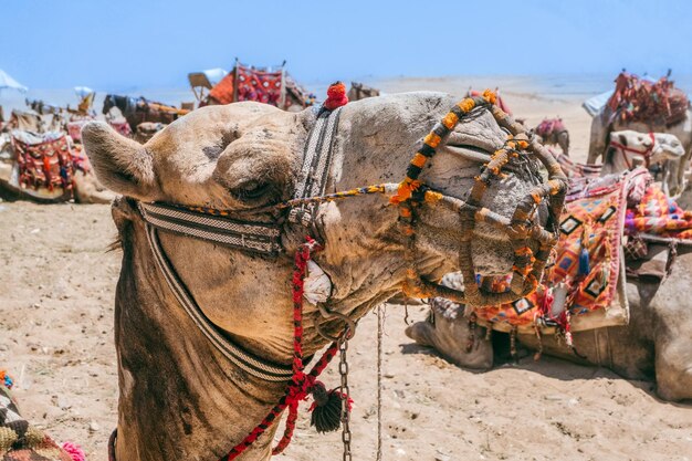 Foto kamelen wachten bij de piramides van gizeh