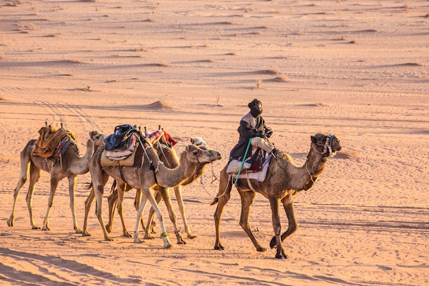 Kamelencaravan in Wadi Rum-woestijn, Midden-Oosten, Jordanië