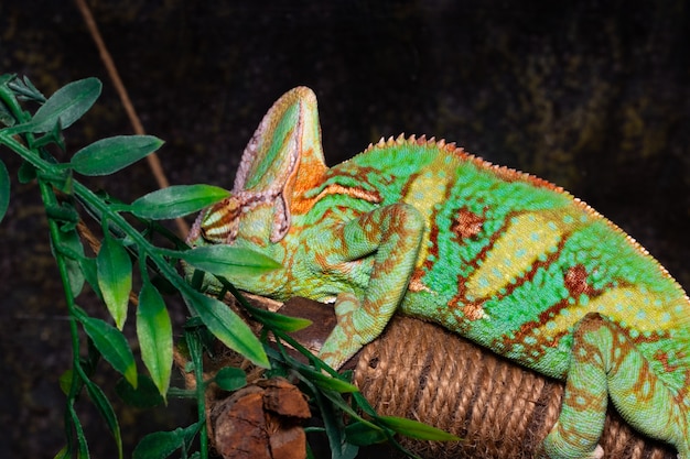 Kameleon (Chamaeleo calyptratus) op een zwarte achtergrond.