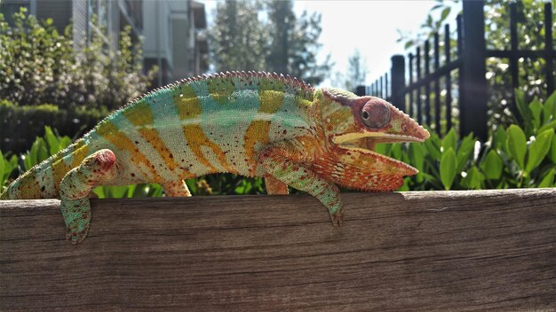 Foto kameleon die kleuren toont terwijl hij op een houten bank in de zon zit