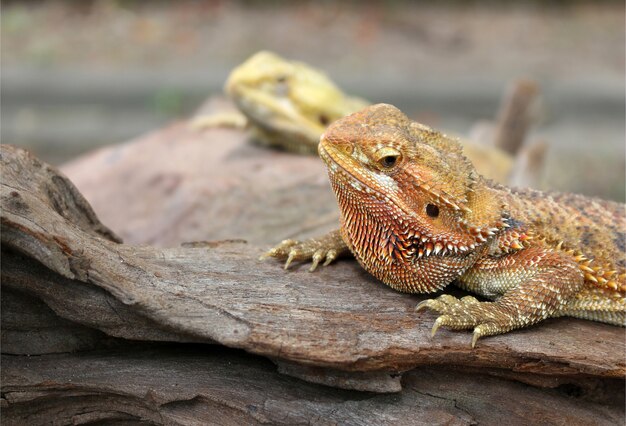 Kameleon dier op het hout