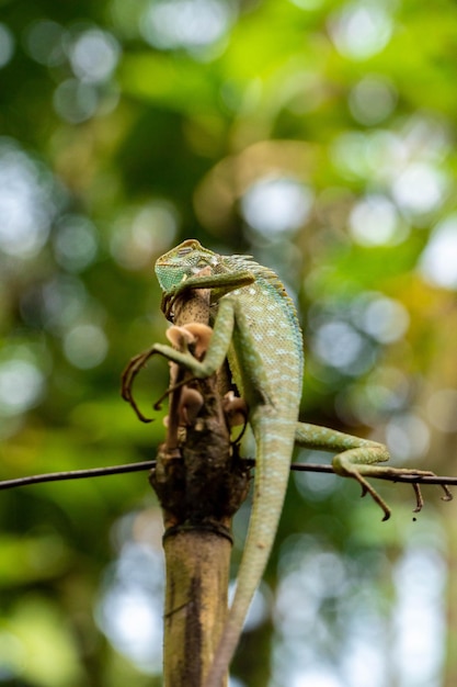 Kameleon dier van dichtbij Aziatische kameleon in de close-up foto