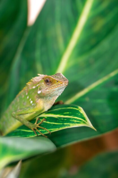 Kameleon dier van dichtbij Aziatische kameleon in de close-up foto