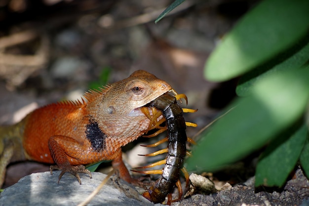 Foto kameleon eet duizendpoot.