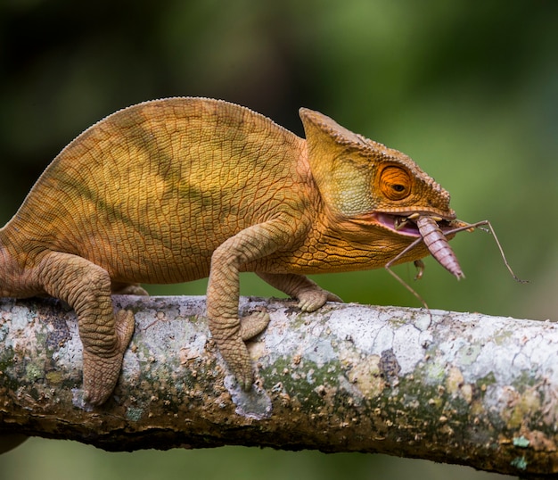 Kameleon eet insecten. Detailopname. Madagascar.