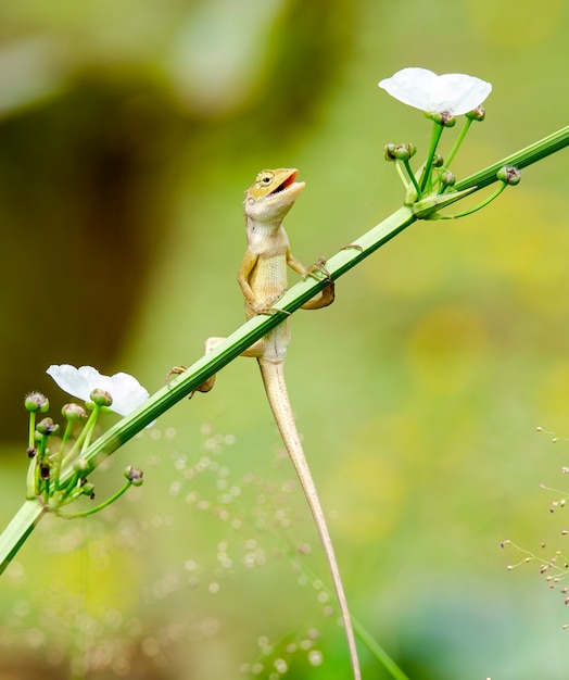 Foto kameleon met gelukkige dag