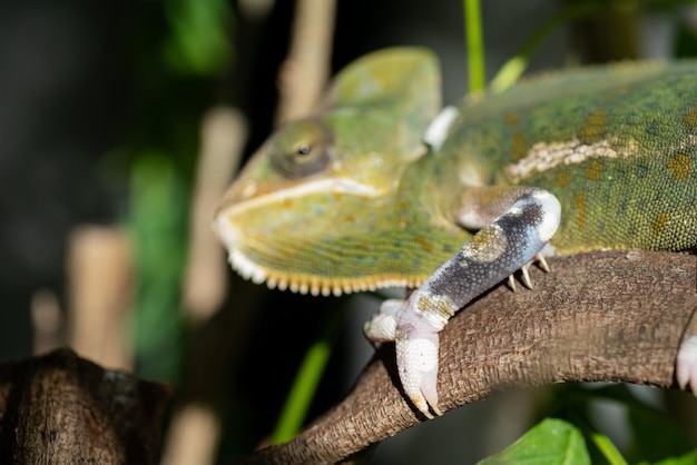 Kameleon met onscherpe achtergrond roofdier