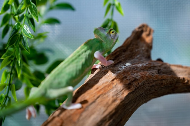 Kameleon met onscherpe achtergrond roofdier