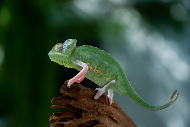 Kameleon met onscherpe achtergrond roofdier