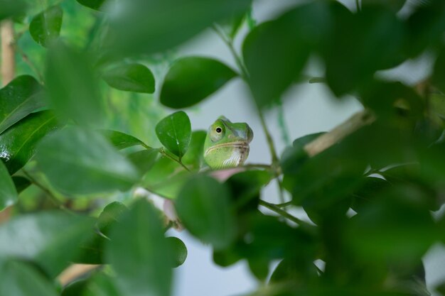 Kameleon met onscherpe achtergrond roofdier