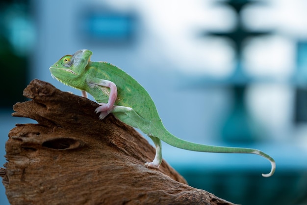 Kameleon met onscherpe achtergrond roofdier