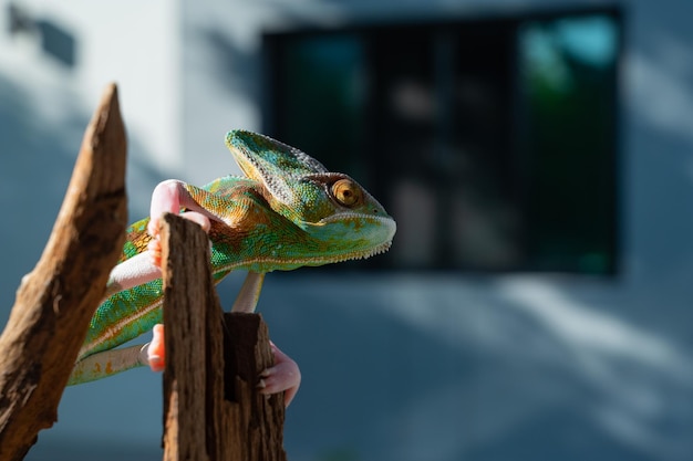 Kameleon met onscherpe achtergrond roofdier