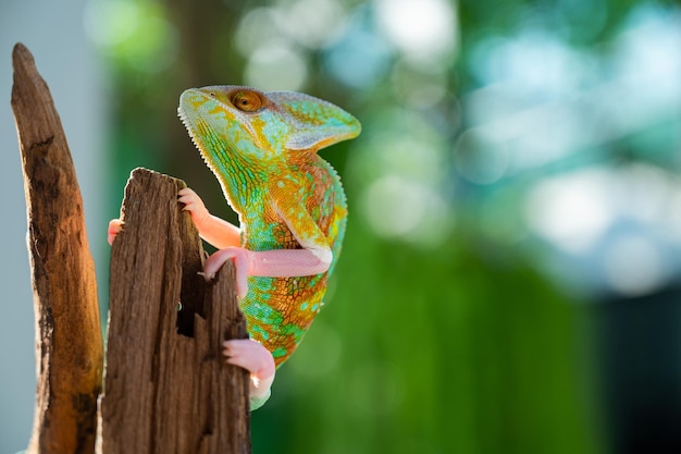 Kameleon met onscherpe achtergrond roofdier