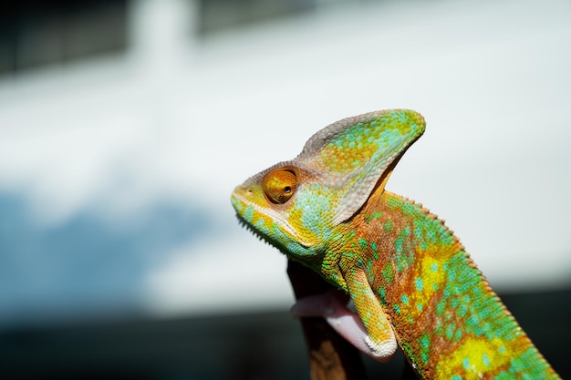 Kameleon met onscherpe achtergrond roofdier