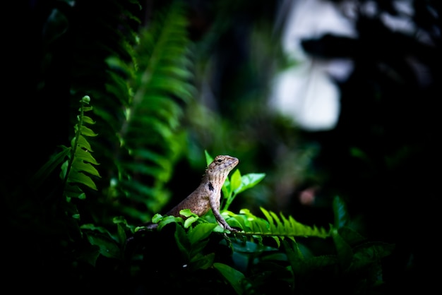 Kameleon op boom met schijnwerper op het, wildernisconcept