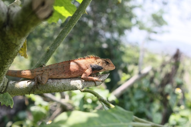 Kameleon op de achtergrond van de takaard