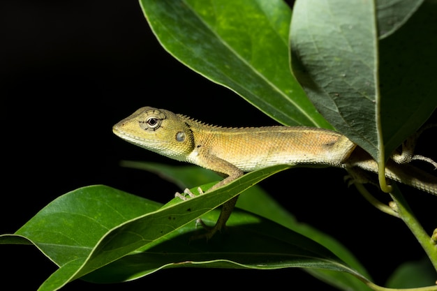 Kameleon op de boom