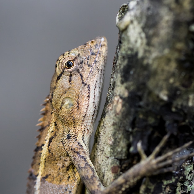 Kameleon op de boom