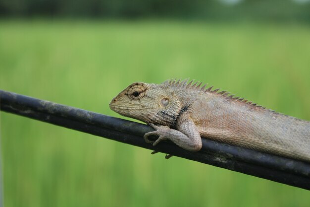 kameleon op de natuur