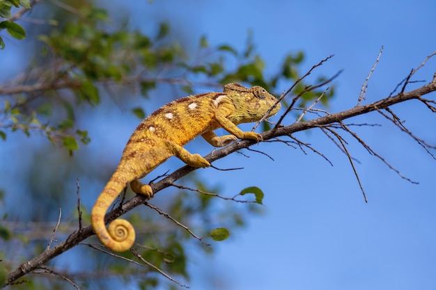 Kameleon op een boomtak in Andasibe-Mantadia National Park. Madagascar.