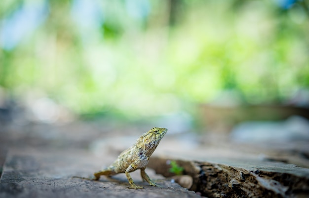 Kameleon op het oude hout