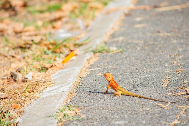 Kameleon oranje op grond asfalt achtergrond wazig gras.