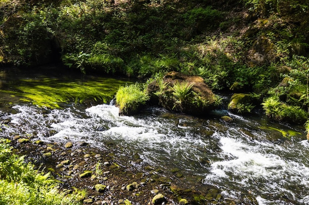 Kamenice-rivier in het Boheemse Nationale Park van Zwitserland, Tsjechische Republiek