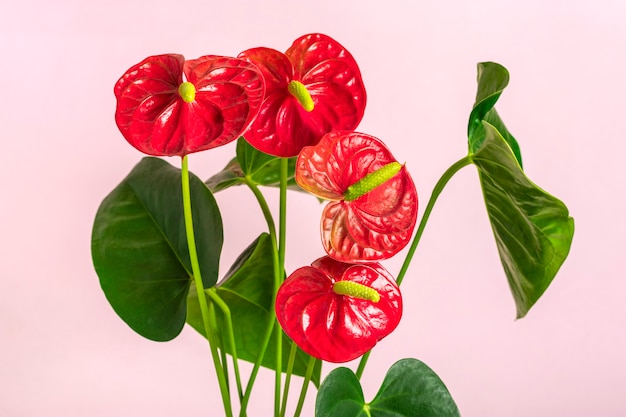 Kamerplant Anthurium in witte bloempot geïsoleerd op roze achtergrond