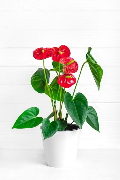 Kamerplant Anthurium in witte bloempot geïsoleerd op witte tafel en achtergrond