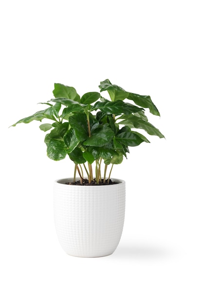 Kamerplant arabica koffie in een witte pot geïsoleerd op een witte achtergrond. Het concept van de zorg voor huisplanten.