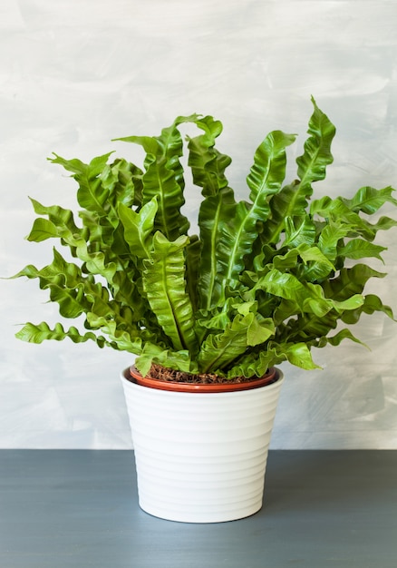 Kamerplant Asplenium nidus in witte bloempot