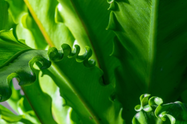 Kamerplant Asplenium nidus