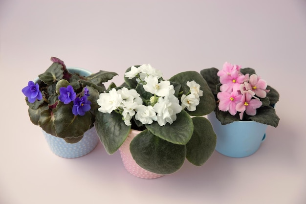 Kamerplant drie veelkleurige violette bloemen in veelkleurige potten bovenaanzicht