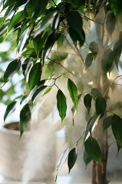 Kamerplant Ficus benjamina boom op tafel bij witte luchtbevochtiger in kas of bloemenwinkel
