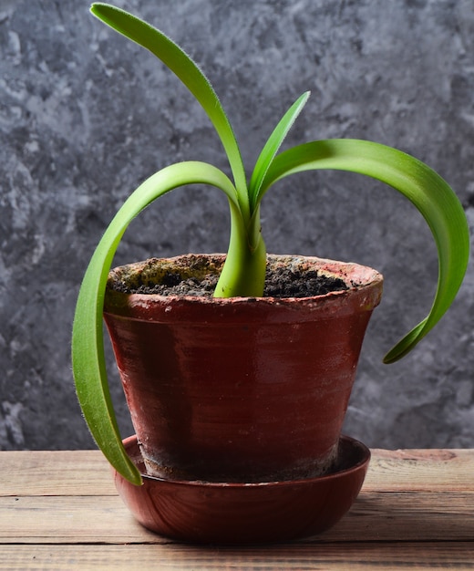 Kamerplant in een aarden pot op een houten plank tegen een grijze betonnen muur.